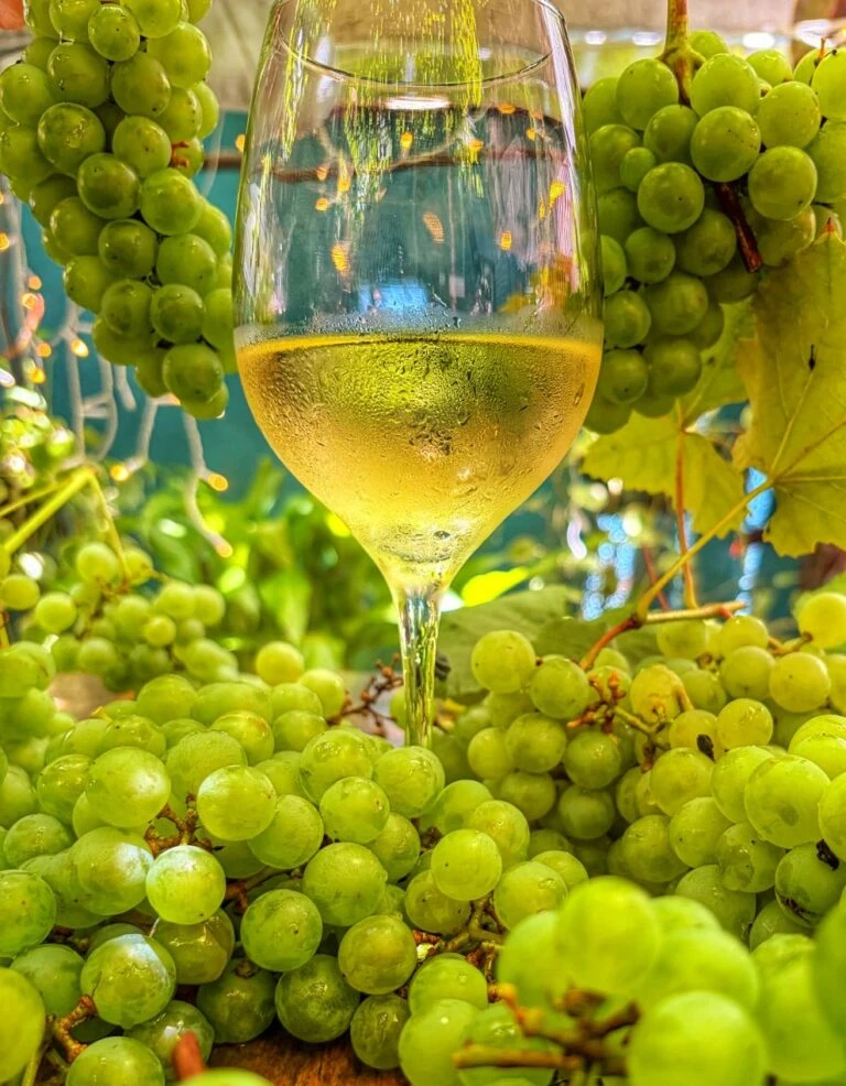 Tijolo Vindima 2026 Foto: Barbara Magalhães